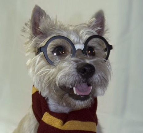 Happy Christmas Harry!