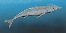 Extinctinfo's tweet image. #Protocetus was a primitive whale that grew to about 2.5 meters long.
