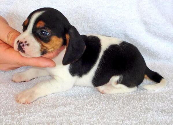 softemma4816's tweet photo. so excited to make this little guy a part of the family next friday😍 http://t.co/AzqnAT1Pa6
