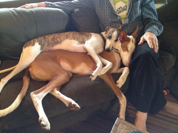 Fetchbee's tweet image. #puppylove