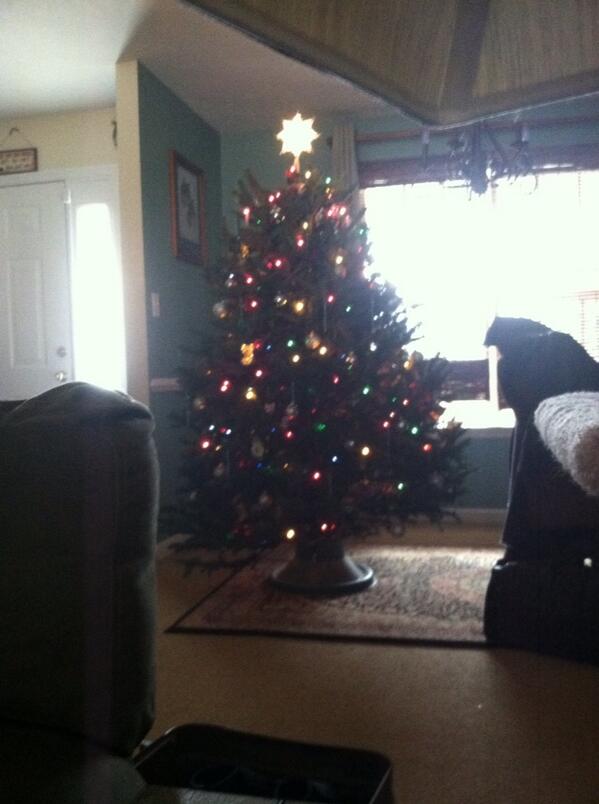 ForestFox's tweet photo. Mr. Piney the third. http://t.co/MRVNImQ2bt