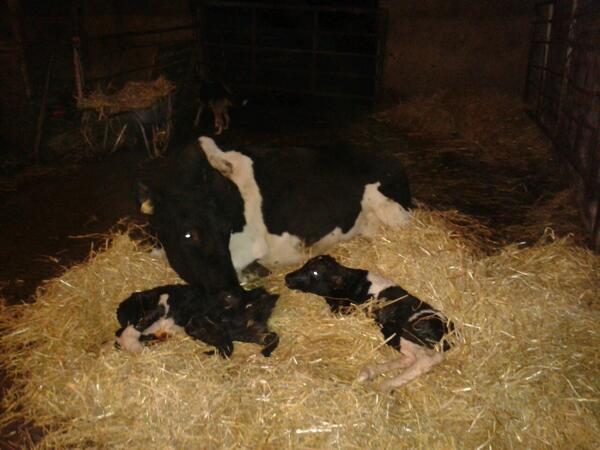 Due 13 Jan, she was as big as a house and calved this eve with twin bulls by FAE #SpringCalving #ChristmasDrama