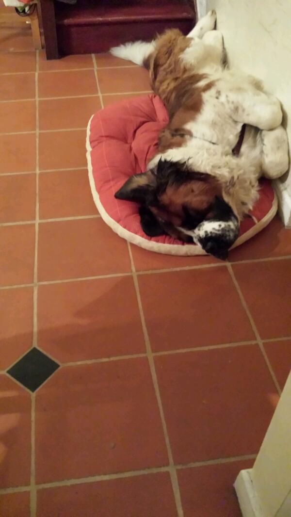 RonanFoley90's tweet photo. Post Xmas dinner snooze.... http://t.co/12HpRZfr33