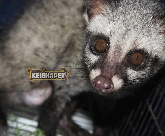 Musang Lovers Prob tweet media