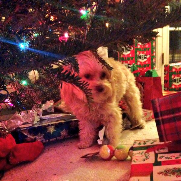 addiepup's tweet photo. So busted. Found my present under the tree and opened it on the spot. #MerryChristmas http://t.co/kxNO4BSssV