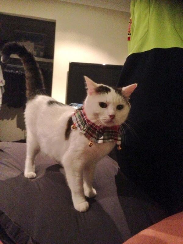 DaKotaFG's tweet photo. Miss Buddha with her jingle bells! http://t.co/GFf13znWNA