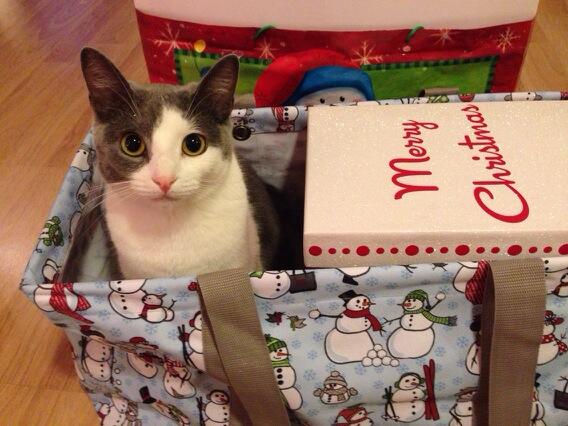 shereh_n_kitteh tweet picture