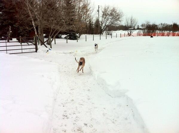 Out in our yard Christmas Day