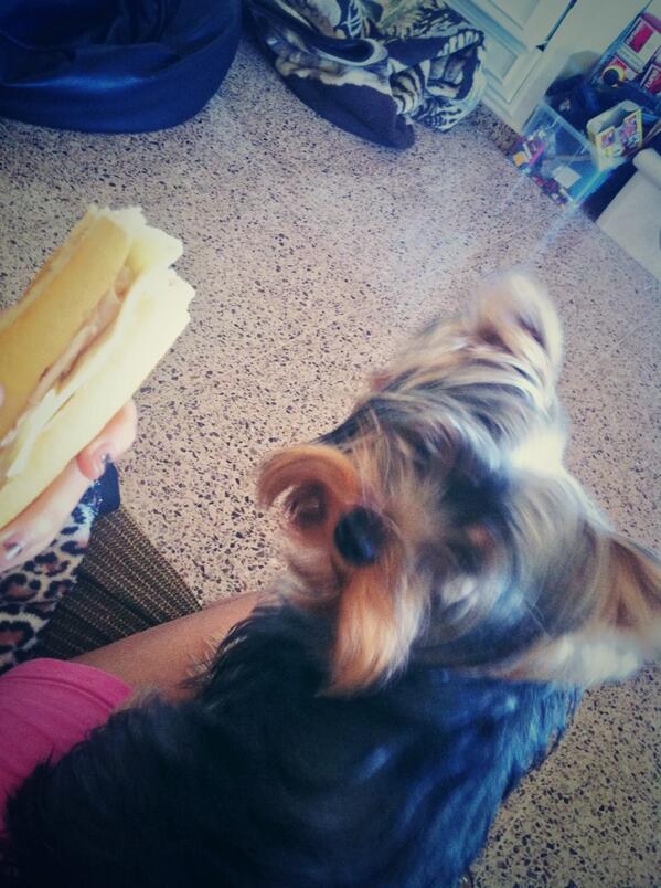 Jennifoti_1999's tweet photo. Cabrona -.-" sólo me quiere para comer 😒😘pero la quiero mucho ^.^ http://t.co/DSRisbHcHF