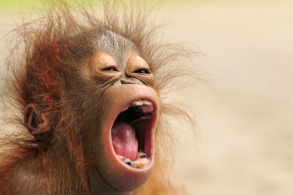 BorneoOSUK's tweet photo. Text ORANG to 70555 &amp; help Orangutans like Sura find their way home. http://t.co/t2UXBozBN3