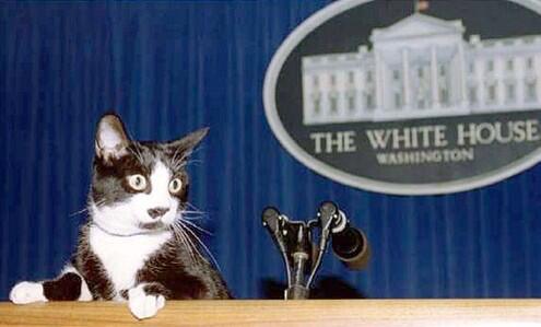 druunkcatladies's tweet photo. I hate to use twitter to talk politics, but when will America be ready for a cat in the White House? #fluffy2016 http://t.co/A3h1Ww5H1Y