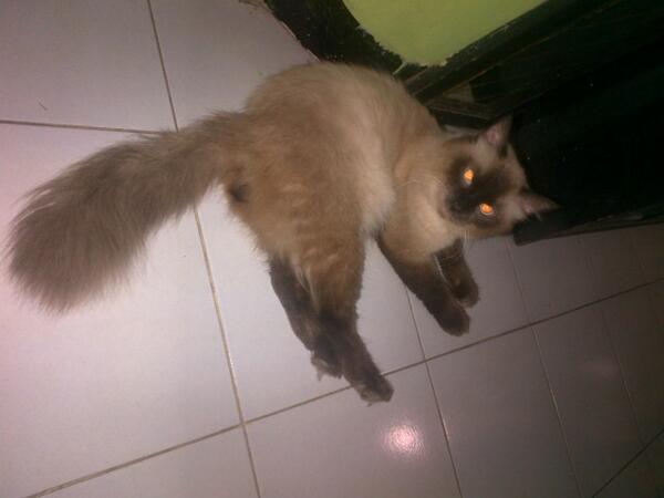 Dilelang, buka harga awal 500rb, yg minat via tweeter ya...domisili jakarta, terima kirim-kirim <a href="/areaKUCING/">Miaaaaww!🐈</a>