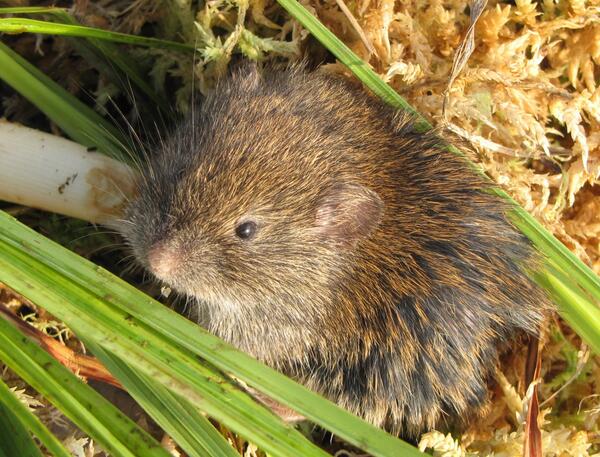 Southern Bog Lemming (Mammals of Wisconsin) · iNaturalist