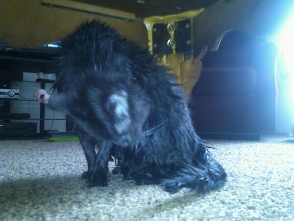 FirstPetterson's tweet image. Gave my cat a bath... I got no scratches at least.but he looks so funny!!!