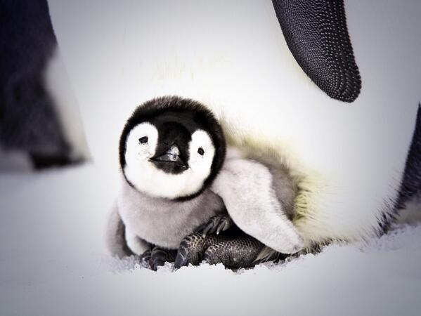 Laura_Koepke's tweet photo. @lizzie_hardwick this is my face when I simply see a picture of a penguin, but can you blame me... http://t.co/w6JV4gLE9n