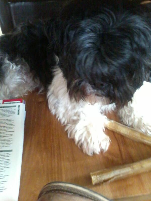 silketwix's tweet photo. Boomer heeft zijn zin wel onder de tafel ... http://t.co/WAcDfncU6X