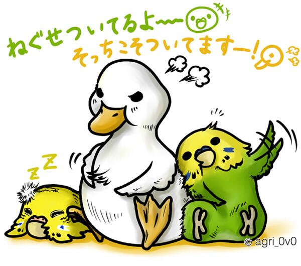 Agri 0v0 On Twitter 寝癖系鳥さん可愛い あと自分の羽ついちゃっ
