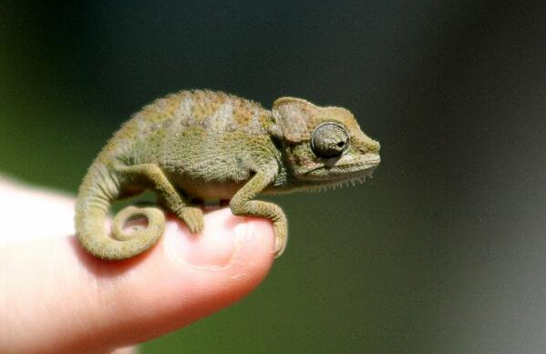StratHatfield's tweet photo. #baby Von Honel's #Chameleon in Tigoni, #Kenya 
#wildlife #nature #photography #reptiles http://t.co/twtRY8EvPO