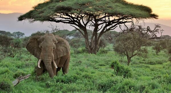 StratHatfield's tweet photo. An #elephant in #Amboseli at sunset. Taken by @Britt_Klaassen.
#wildlife #nature #photography #Kenya http://t.co/YkTEHch0Ur