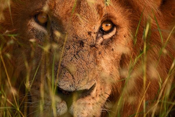 StratHatfield's tweet photo. Male #lion in the #Mara
#Kenya #wildlife #nature #cats #eyes #Africa http://t.co/02yC24FTmQ