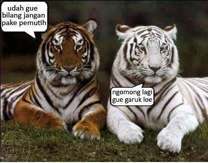 Unduh 770 Gambar Harimau Jadi Jadian Paling Bagus Gratis HD