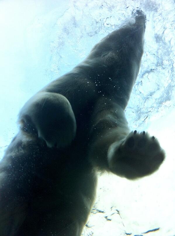 SaraOlsvig's tweet image. #Nanoq #PolarBear @zoologiskhave #CopenhagenZoo #Arctic