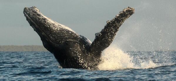 StratHatfield's tweet photo. Humpback #whale breaching off of the southern coast of #Zanzibar 
#wildlife #nature #photography #Tanzania http://t.co/78IRA0847p
