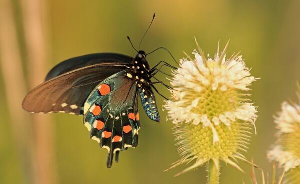 StratHatfield's tweet photo. Pipevine Swallowtail in #KENTUCKY
#butterfly #flower #spring http://t.co/T3DjB89ltw