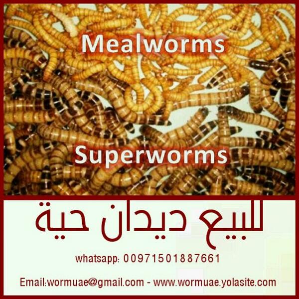 worms4me's tweet image. City of live worms live worms-for sale UAE مدينة الديدان الحية -للبيع ديدان حية لدينا أفضل النوعية من الديدان الحية