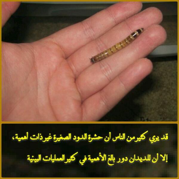worms4me's tweet image. دود الحي الطبيعيه للبيع

للطلب الاتصال : 971501887661+  

 wormuae.yolasite.com

live worms for sale -UAE
