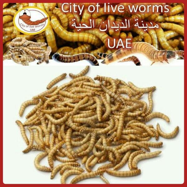 worms4me's tweet image. ديدان#
غبابي#
دودة#
مدينة الديدان# 
الحية#
للبيع ديدان#
الطيور#
الاسماك#
الحيوانات#
قيمة غذائية#
الإمارات#
#غبابي