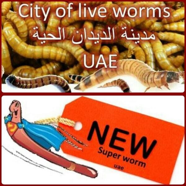worms4me's tweet image. United Arab Emirates

 City of live worms
live worms-uae for sale-UAE 
00971501887661
wormuae.yolasite.com