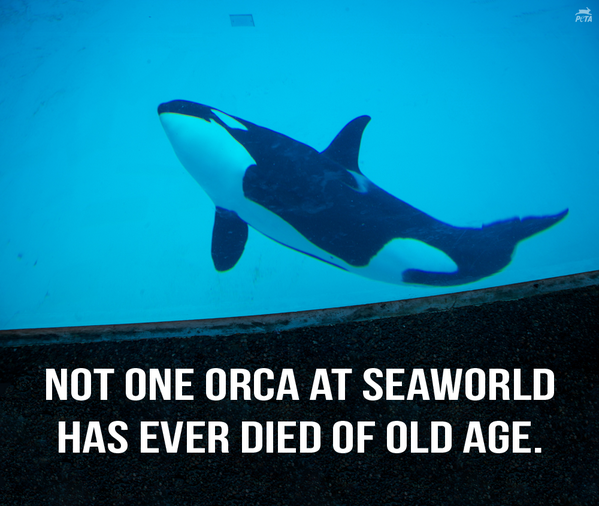 peta's tweet photo. Proof that #CaptivityKills! See how many orcas have DIED at @SeaWorld: http://t.co/3nt708Rslk http://t.co/tUzsjequne