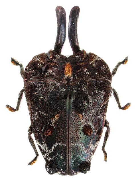 世界最強のタマムシ。世界最狂のタマムシ。新属新種らしい。