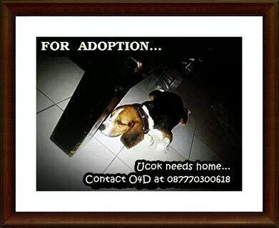 sleepwalker666's tweet photo. A beagle for adoption. Contact 087770300618 http://t.co/UxfikbC4DV