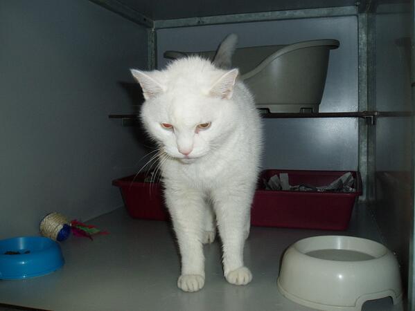 depoezenboot's tweet photo. Wimpie ook toppie thuis en liefdevolle huisgenoot/te. Hij is 17 jaar jong en hoopt op n gezellige oude dag. Thats all http://t.co/KvK1RedDvn