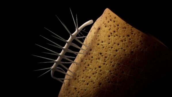 UofT_Palaeo's tweet image. @ROMPalaeo Top Finds 2013: Nightmarish Burgess Shale creature had relatives all over World rom.on.ca/en/about-us/ne…