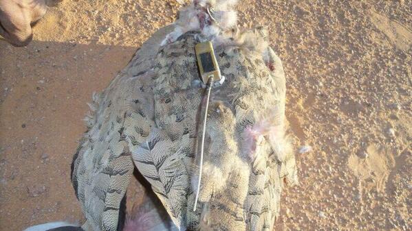 Al_9eid's tweet photo. امس الأربعاء تم صيد حبارى تفريخ مطلقه من مركز أبو ظبي ، وتم صيدها باراضي العراق عند الصقار عايد الطرقي http://t.co/xhchcr0woL