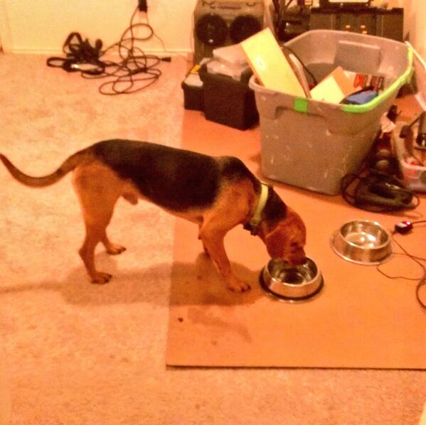 MaksInjection's tweet photo. My houseguests won't sit still, unless there is food. http://t.co/sWhbMyeAlh