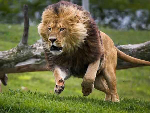 AnimalPlanetPic's tweet photo. Siempre ve hacia delante y nunca mires atras. http://t.co/yYIG5mzXg7