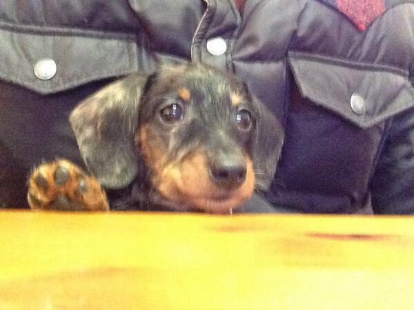 poppyarms's tweet photo. New home needed for this little beaut @dachshundforum @ChloSzubinski @dashindachshund @maley81 http://t.co/ZVEHjpp2Pu