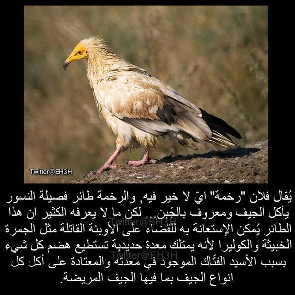 EH3H's tweet photo. هل رأيت طائر "الرخمة" من قبل؟
وهل تعرف السر الذي يحمله؟
. http://t.co/3wdoH7z8H8