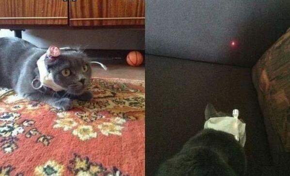Slechte_grappen's tweet photo. How to je kat pesten #slechtegrappen http://t.co/c7fuHDTF5k