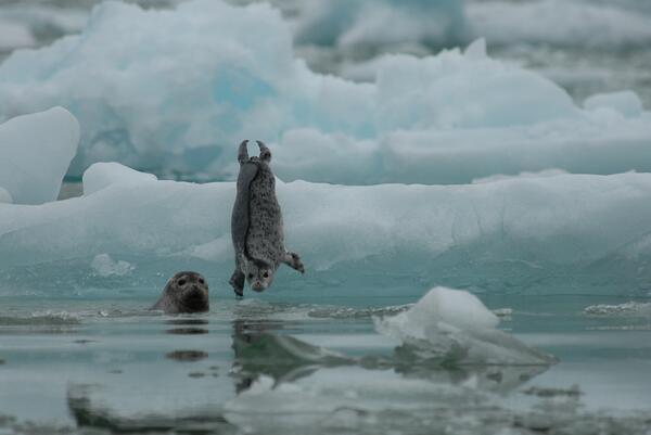 NOAAFisheries's tweet photo. Harbor #seal pup jumps in after mom, taken by @NOAA biologist Dave Withrow—more fun pics here: http://t.co/9A7SmFSTiC http://t.co/4BDTKeMpFi