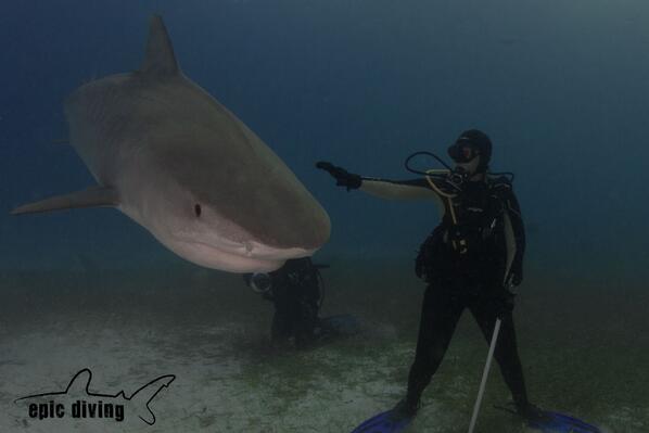 epicdiving's tweet photo. #throwbackthursday diving with Emma the tiger shark! #savesharks @SharkTime2012 http://t.co/DSoJ8cRKjl