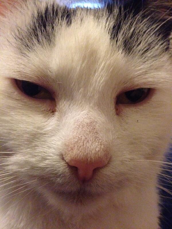 ForkingSpooner's tweet photo. So I've inadvertently adopted this stray cat. Came in through a window one time. Now it pretty much lives with me. http://t.co/dPPRTxV38Z