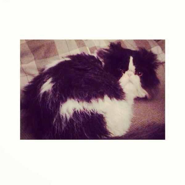 styles_vannah's tweet photo. jυѕт goт a ĸιттen🐱 @Harry_Styles http://t.co/VxWT8stElI