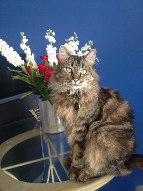 my friend's cat mister marbles is missing. redfern/alexandria area ph 0435 308 137 RT if in sydney ty :(