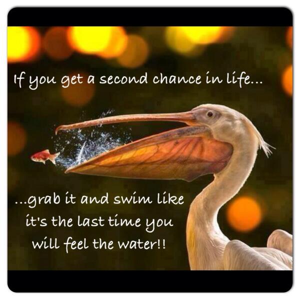 awbarrow's tweet image. #wordsofwisdom #pelican #freefish #secondchance one lucky mofo of a fish