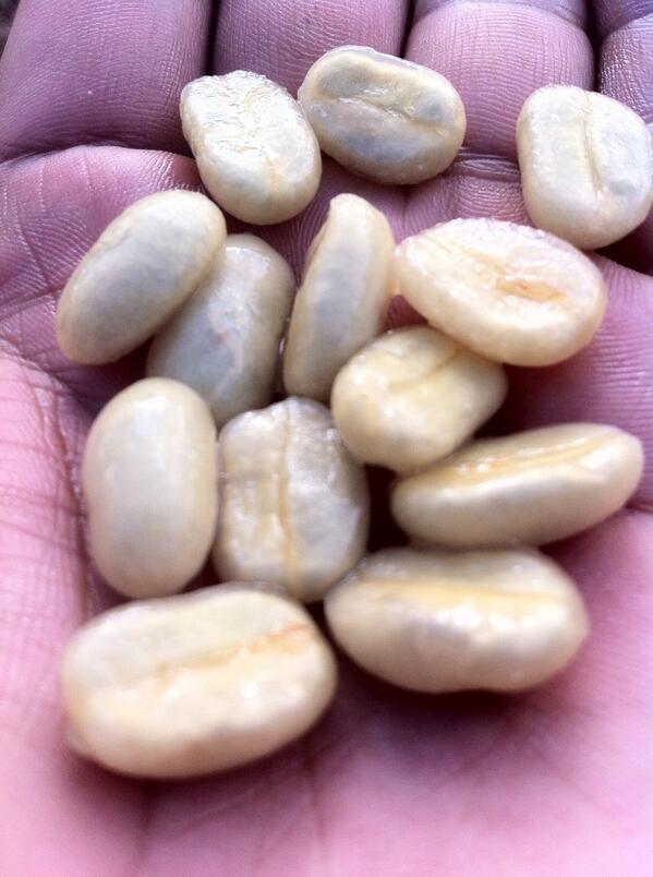 Mayavinic's tweet image. Granos recién despulpado, su siguiente fase de preparación es el fermentado para quitar el mucilago...